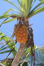 IMG 7497-Kenya, palm fruit